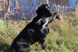 English River Hunting and Fishing - English Shores Outfitter and Resort Bird Hunting