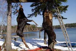 English River Hunting and Fishing - English Shores Outfitter and Resort Moose Hunting